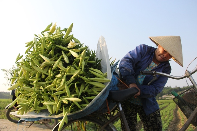 Người dân Huế thu hàng chục triệu đồng mỗi vụ hoa loa kèn